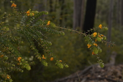 Pultenaea spinosa
