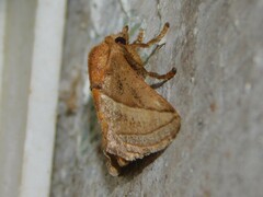 Neomocena convergens