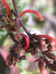 Dolichoderus scabridus