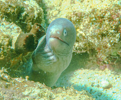Gymnothorax thyrsoideus