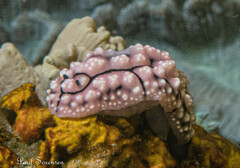 Phyllidiopsis krempfi