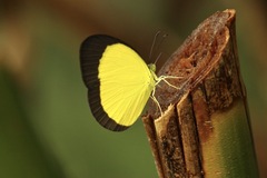 Eurema puella