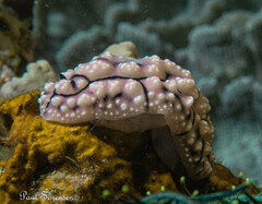 Phyllidiopsis krempfi