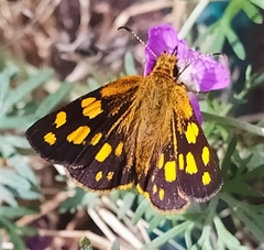 Metisella metis paris