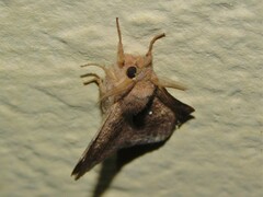 Leipoxais peraffinis