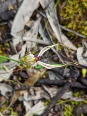 Caladenia tensa