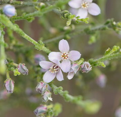 Cyanothamnus coerulescens