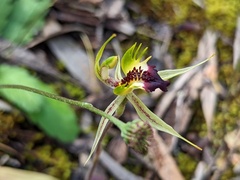 Caladenia stricta