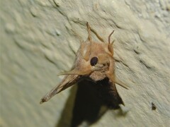 Leipoxais peraffinis