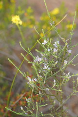 Cyanothamnus coerulescens