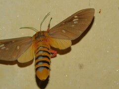 Balacra caeruleifascia