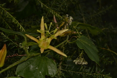Passiflora herbertiana