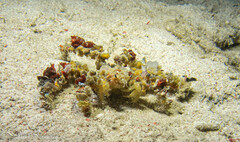 Camposcia retusa