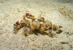 Camposcia retusa