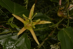 Passiflora herbertiana