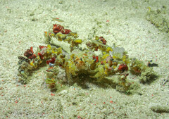 Camposcia retusa