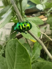 Calliphara excellens