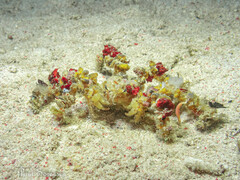 Camposcia retusa