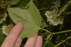 Passiflora herbertiana