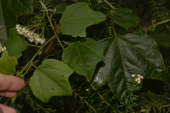 Passiflora herbertiana