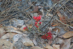 Combretum platypetalum