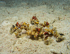 Camposcia retusa