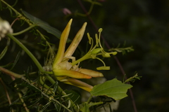 Passiflora herbertiana