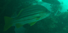 Lutjanus carponotatus