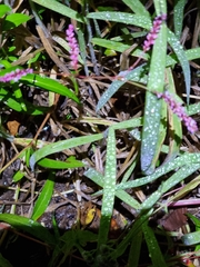 Persicaria decipiens