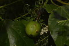 Passiflora herbertiana