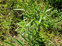 Sapium haematospermum