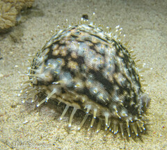 Cypraea tigris