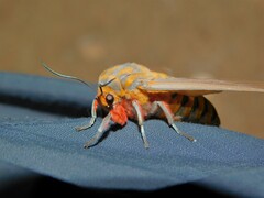 Balacra caeruleifascia