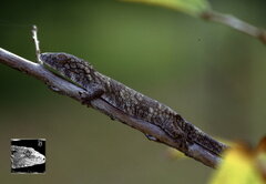 Eurydactylodes symmetricus