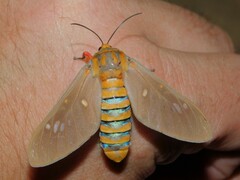 Balacra caeruleifascia