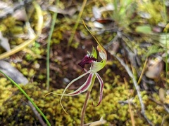 Caladenia tensa