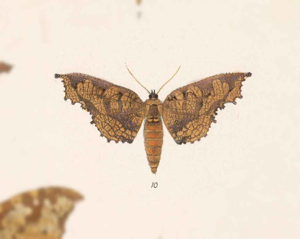 Draconia denticulata