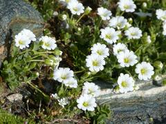 Cerastium uniflorum