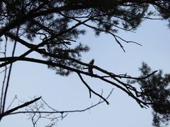 Accipiter nisus