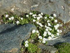 Cerastium uniflorum