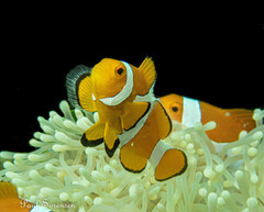 Amphiprion ocellaris