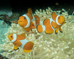 Amphiprion ocellaris