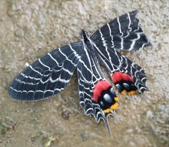 Bhutanitis lidderdalii