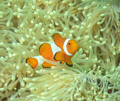 Amphiprion ocellaris