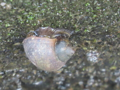 Pomacea canaliculata