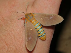 Balacra caeruleifascia