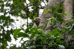 Dendrohyrax