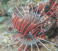 Pterois antennata