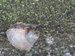 Pomacea canaliculata