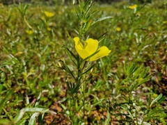Ludwigia peploides